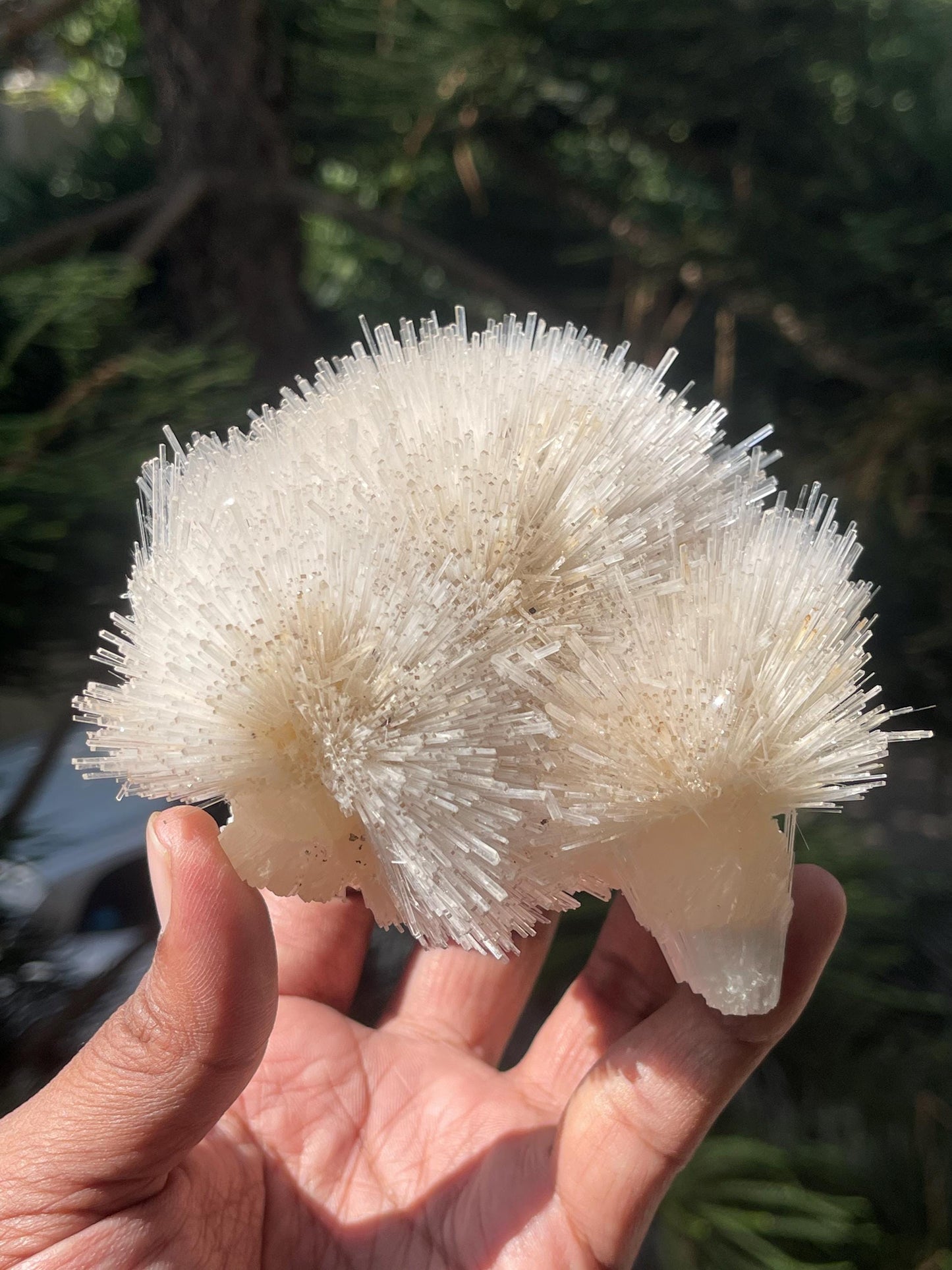 Perfect natrolite flower on stilbite