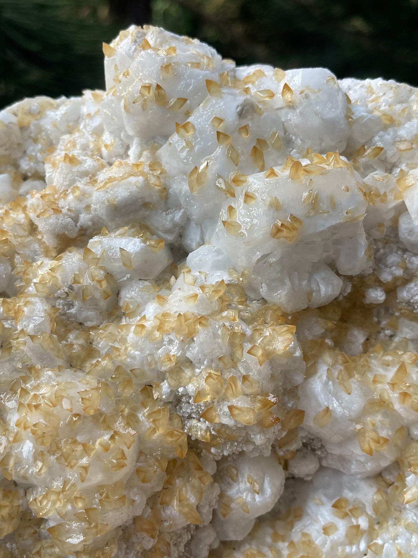 Multiple golden calcite on white apophyllite