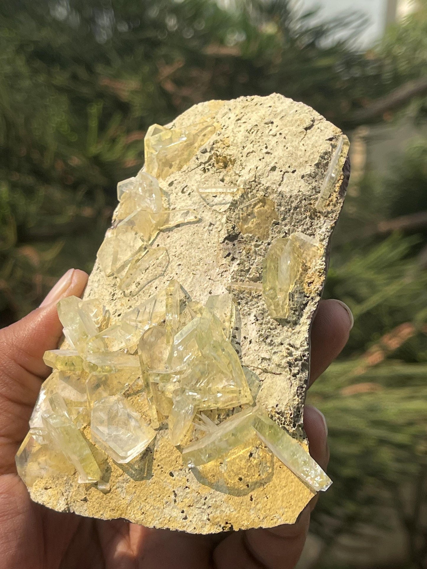 Apophyllite crystals on matrix