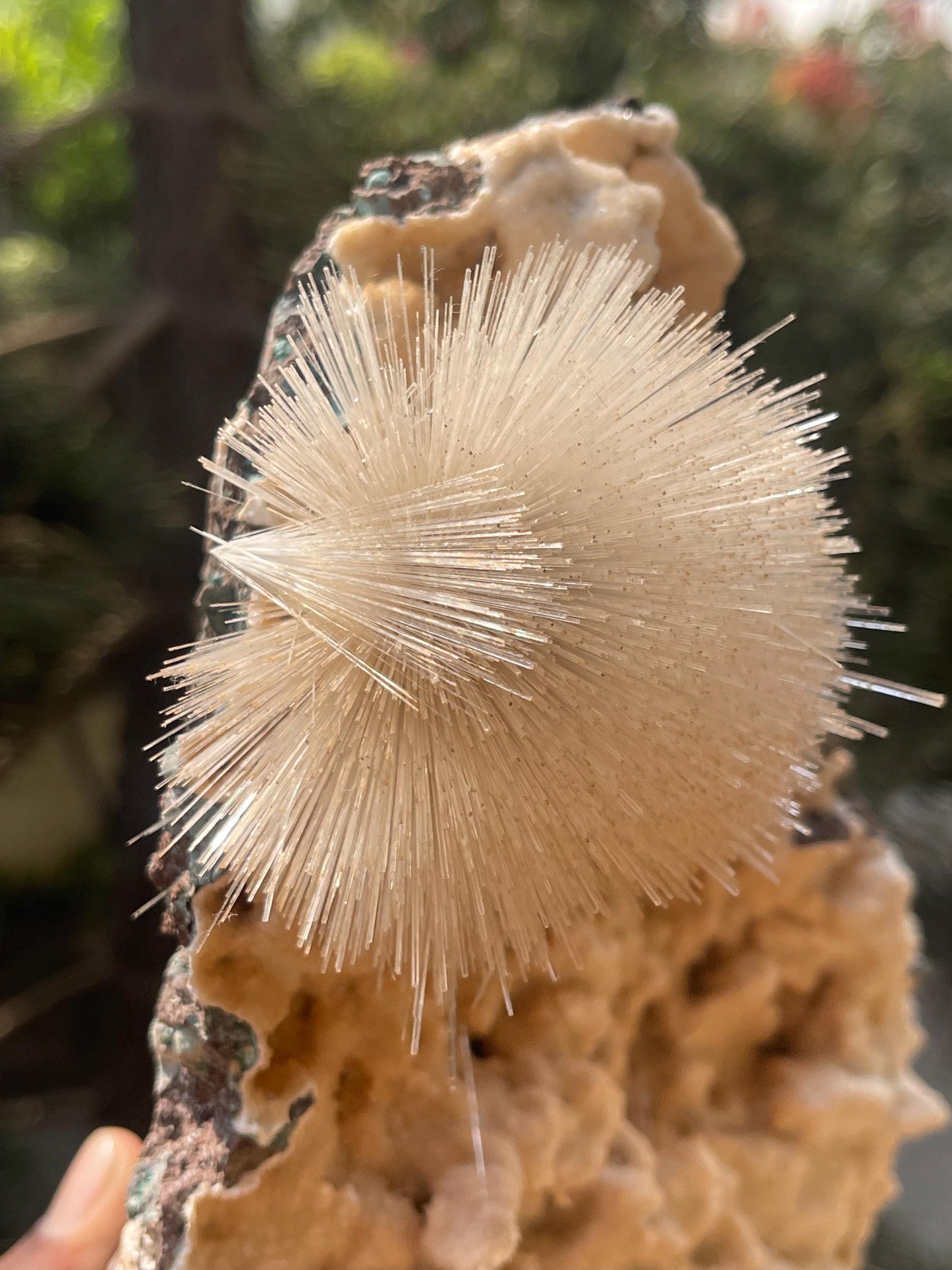 new find perfect mesolite flower on chalcedony matrix