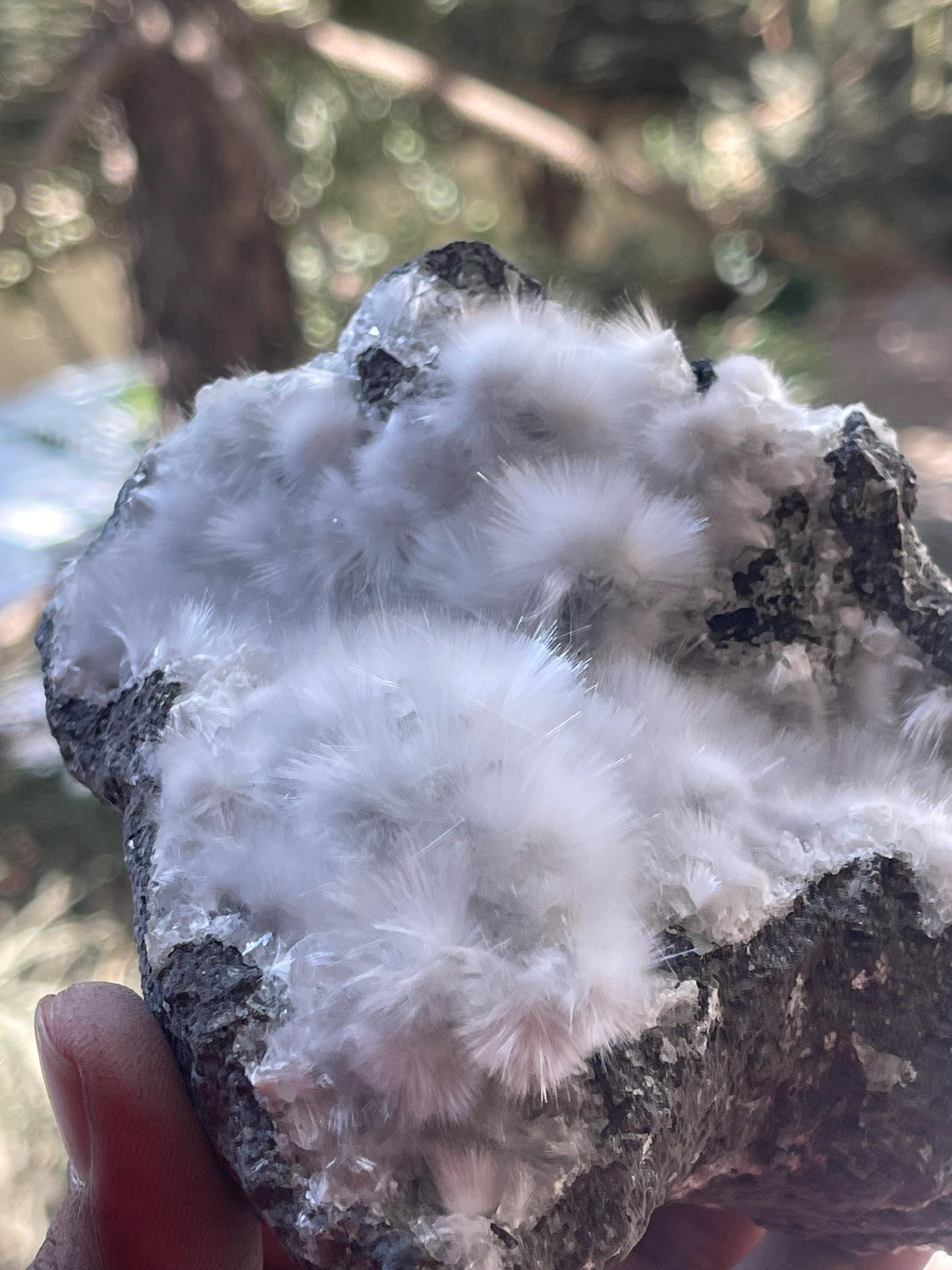 mesolite flowers on matrix new find