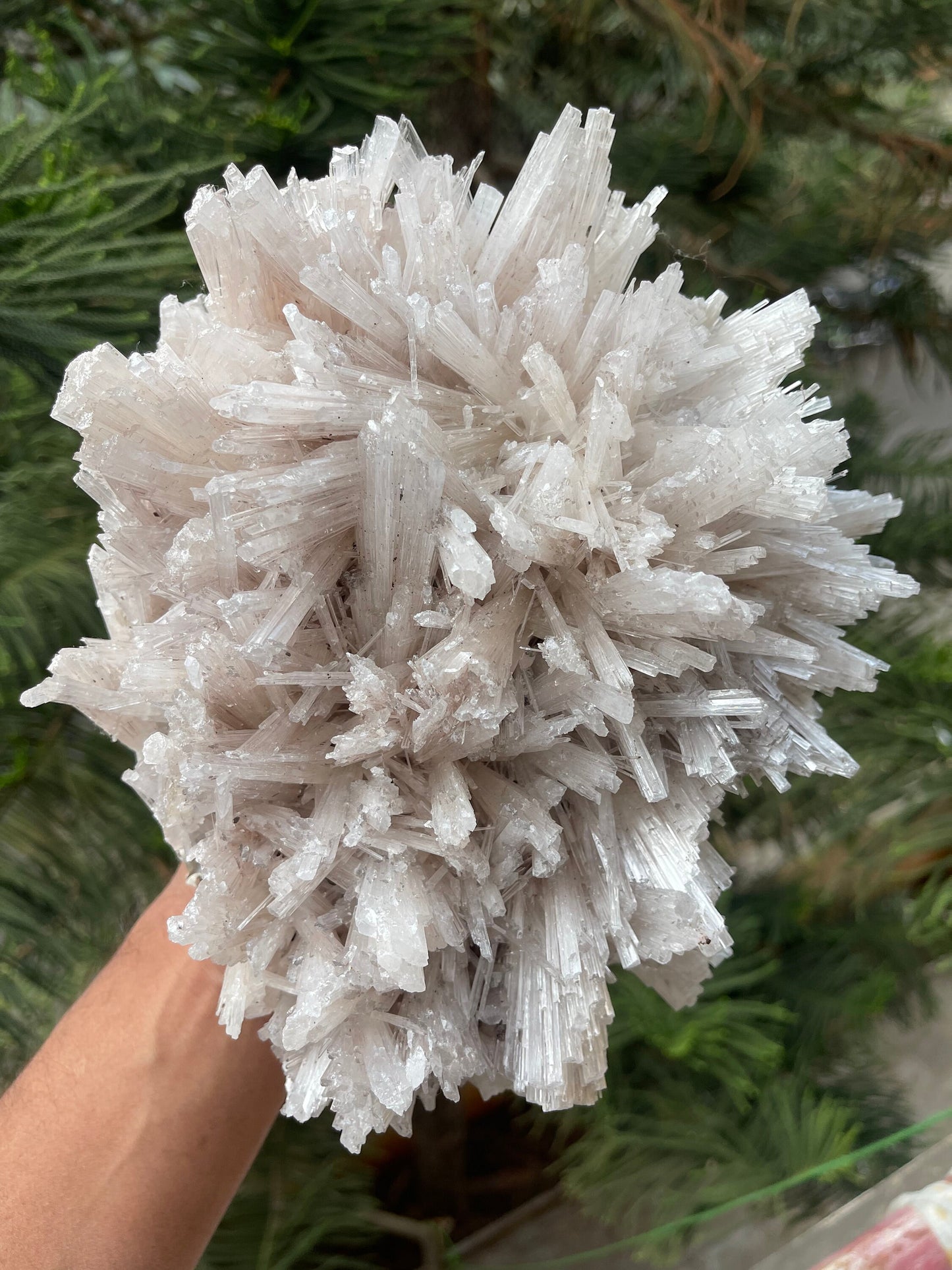 Glossy scolecite flowers natural specimens
