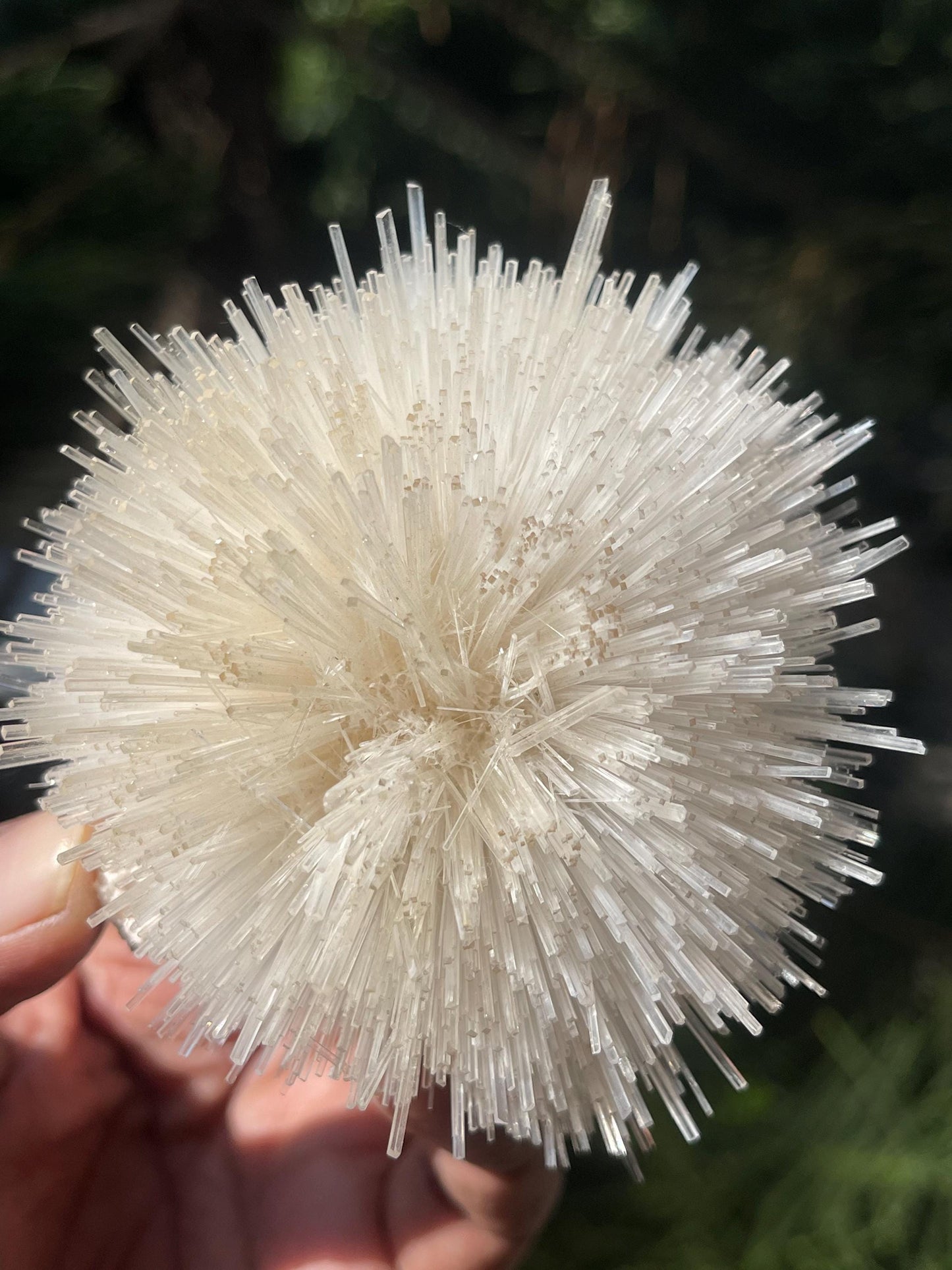 Perfect round of natrolite flowers on white chalcedony matrix