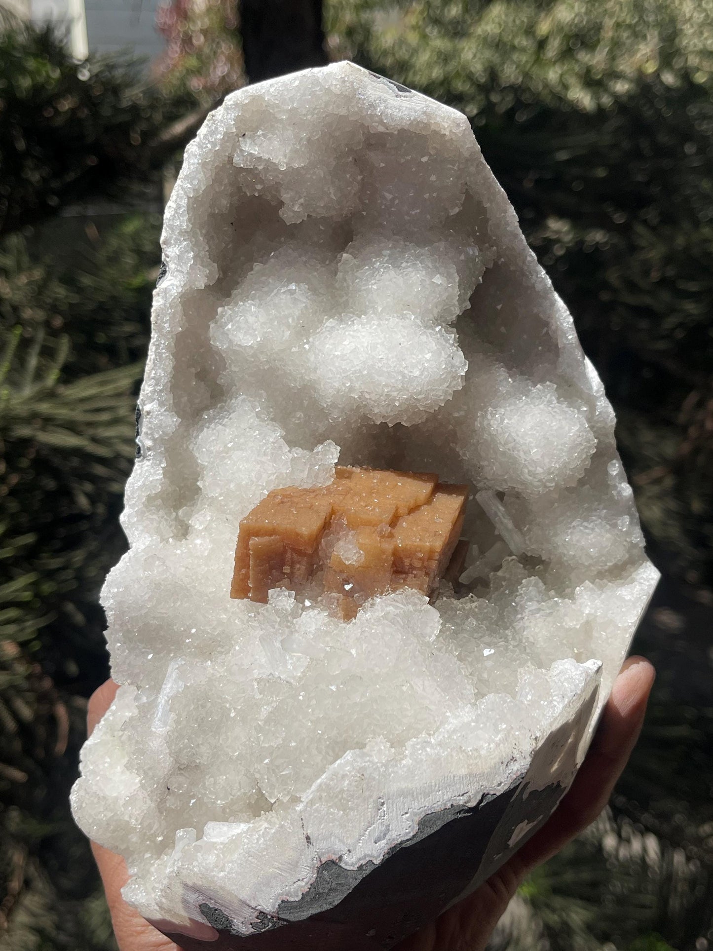 rare find. brown cubical calcite crystal with stilbite petals on quartz matrix