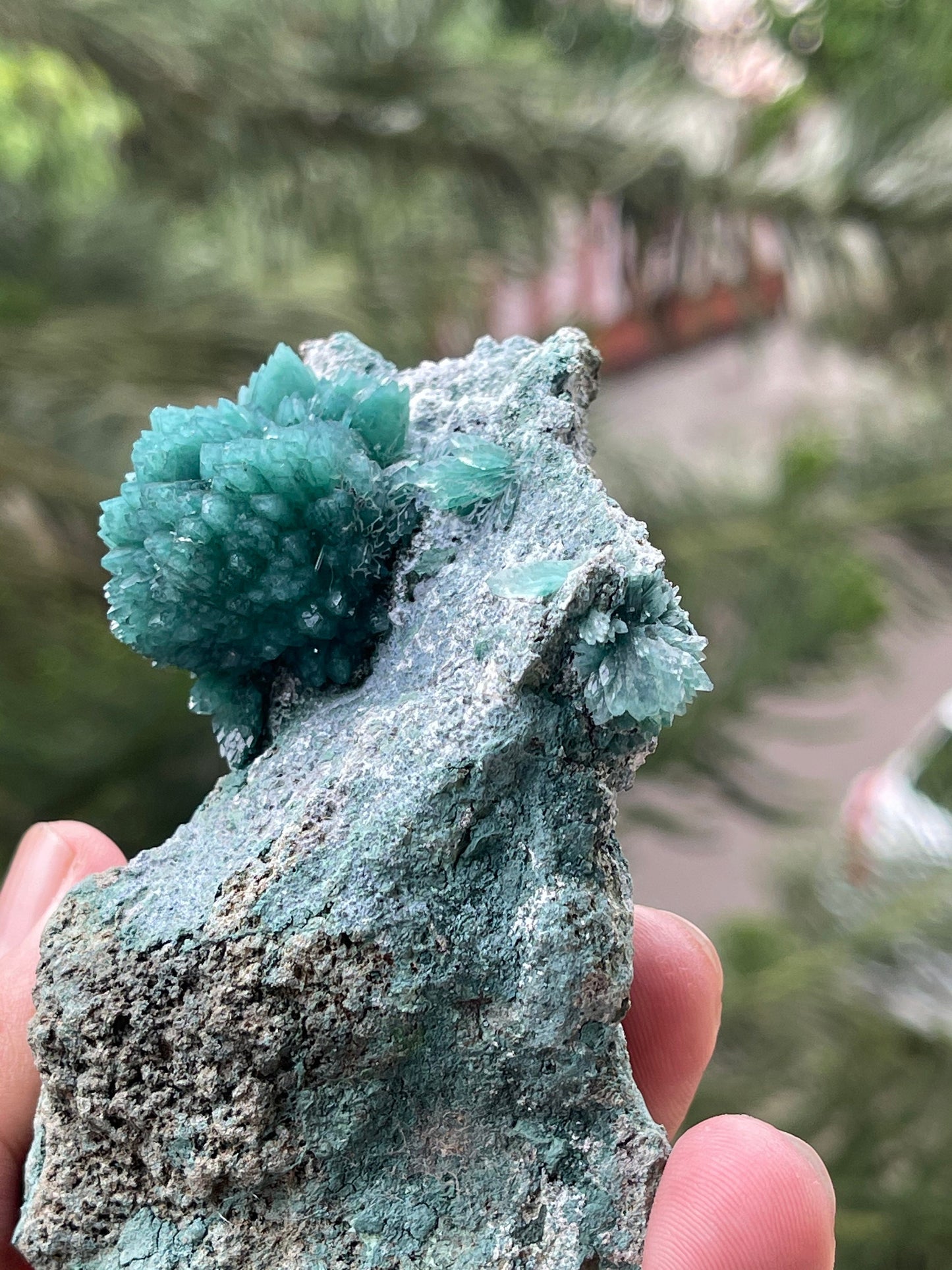 Amazing green apophyllite flowers on matrix