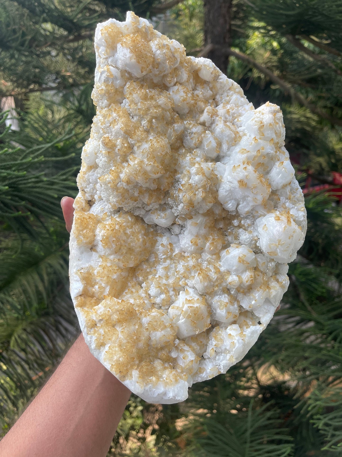 Multiple golden calcite on white apophyllite