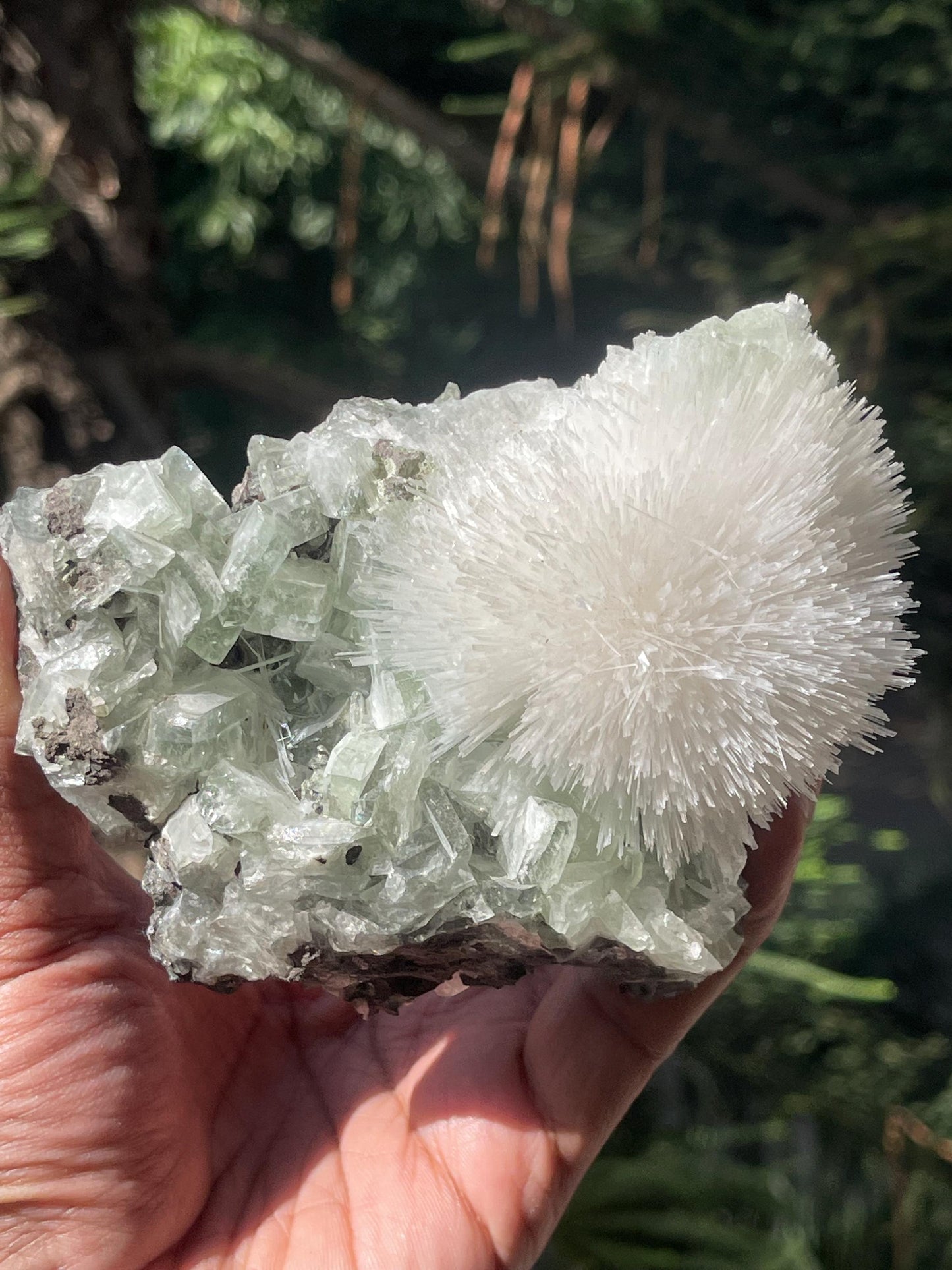 Mesolite flower on light green apophyllite