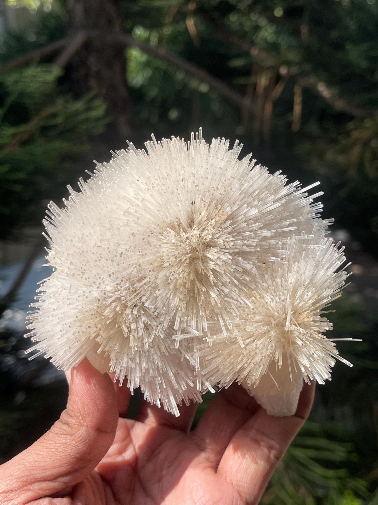 Perfect natrolite flower on stilbite