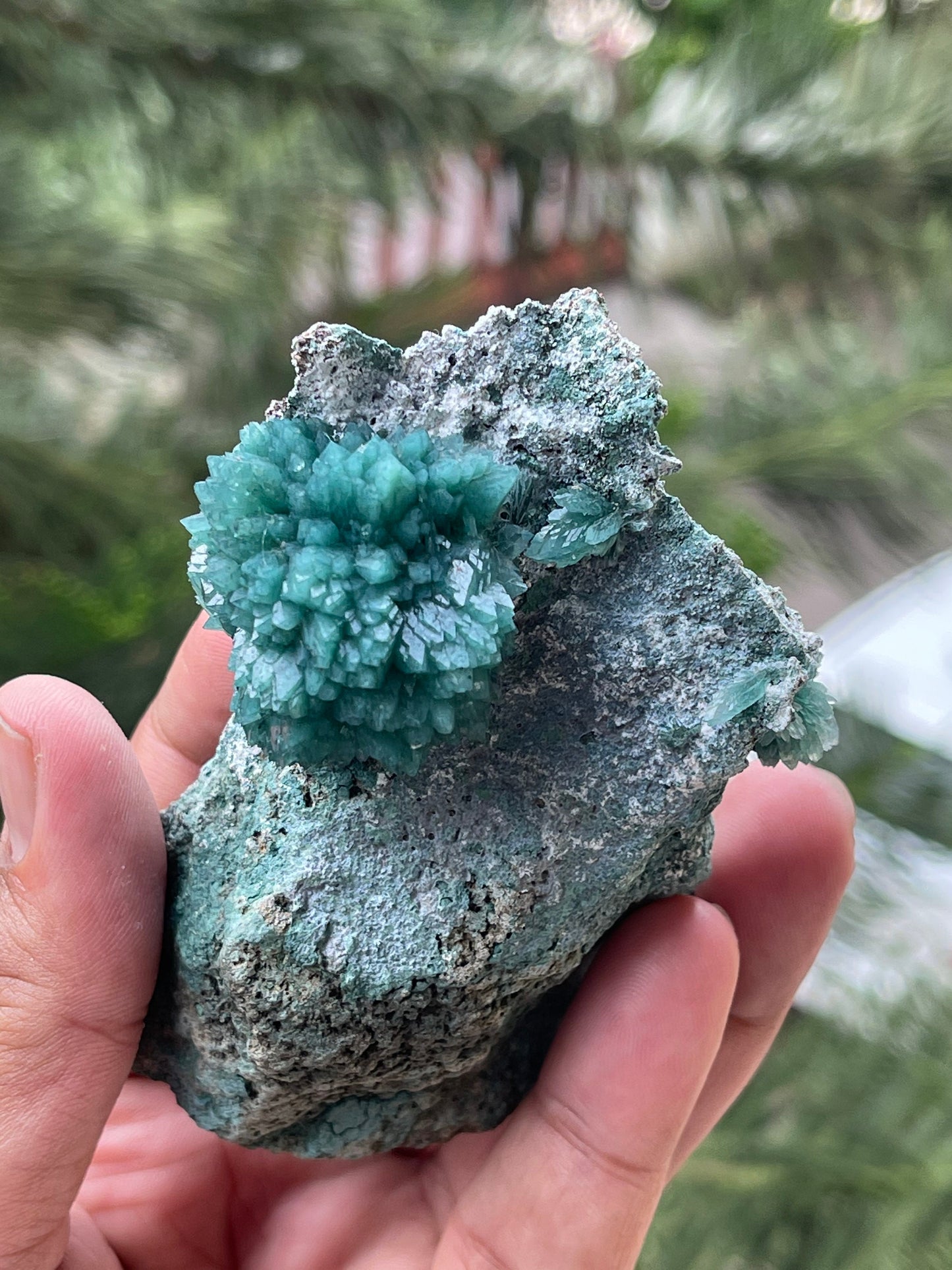 Amazing green apophyllite flowers on matrix