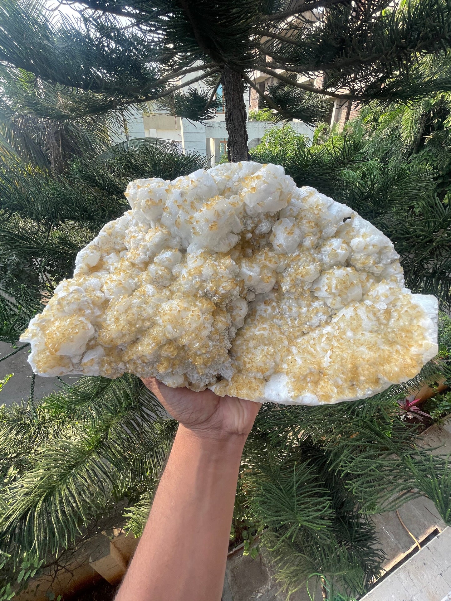 Multiple golden calcite on white apophyllite