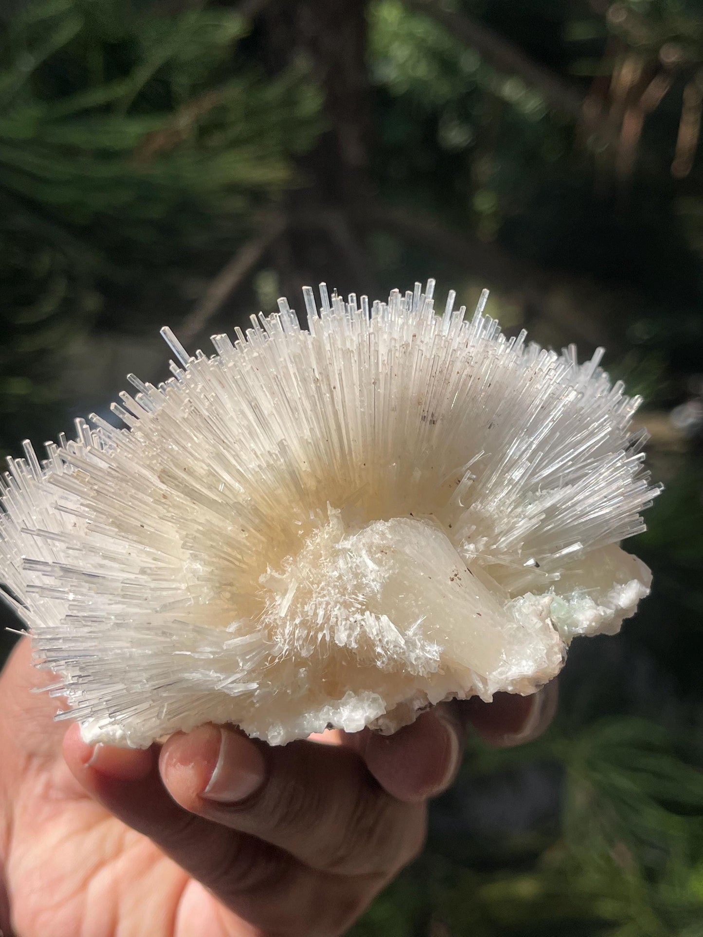 Perfect natrolite flower on stilbite