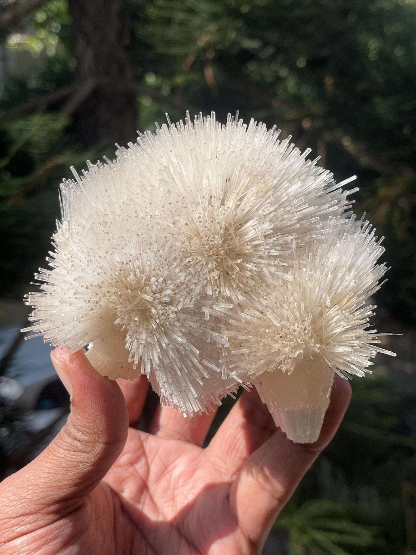Perfect natrolite flower on stilbite