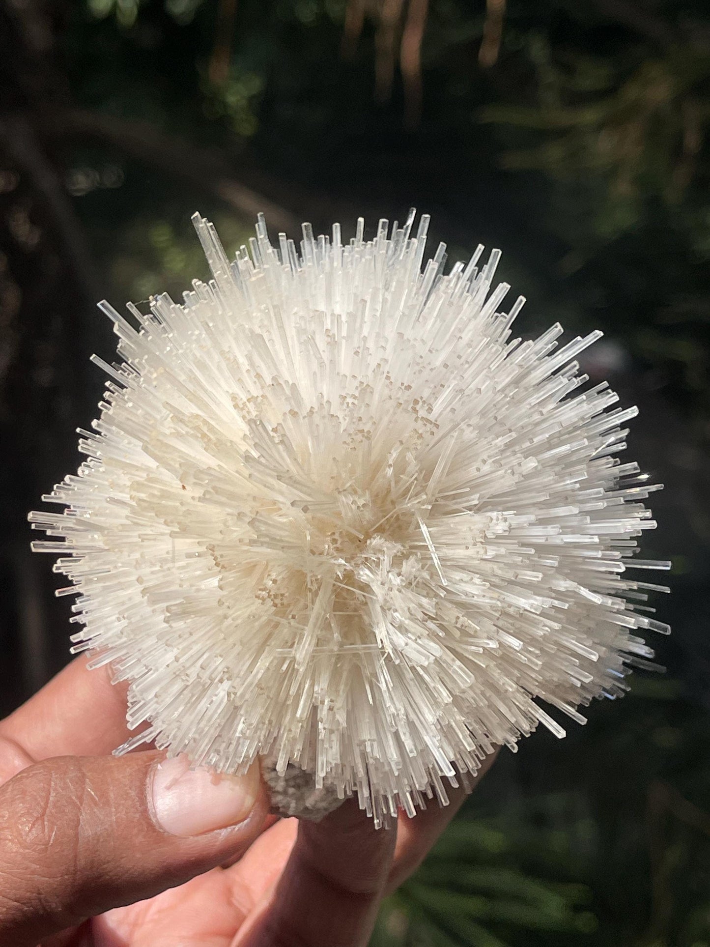 Perfect round of natrolite flowers on white chalcedony matrix
