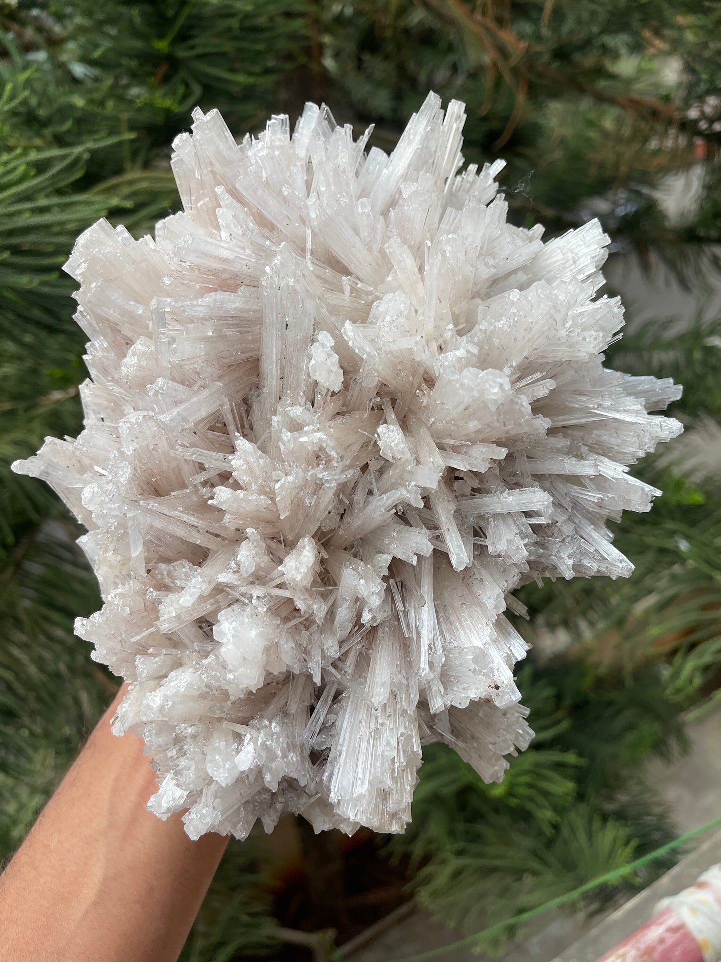 Glossy scolecite flowers natural specimens