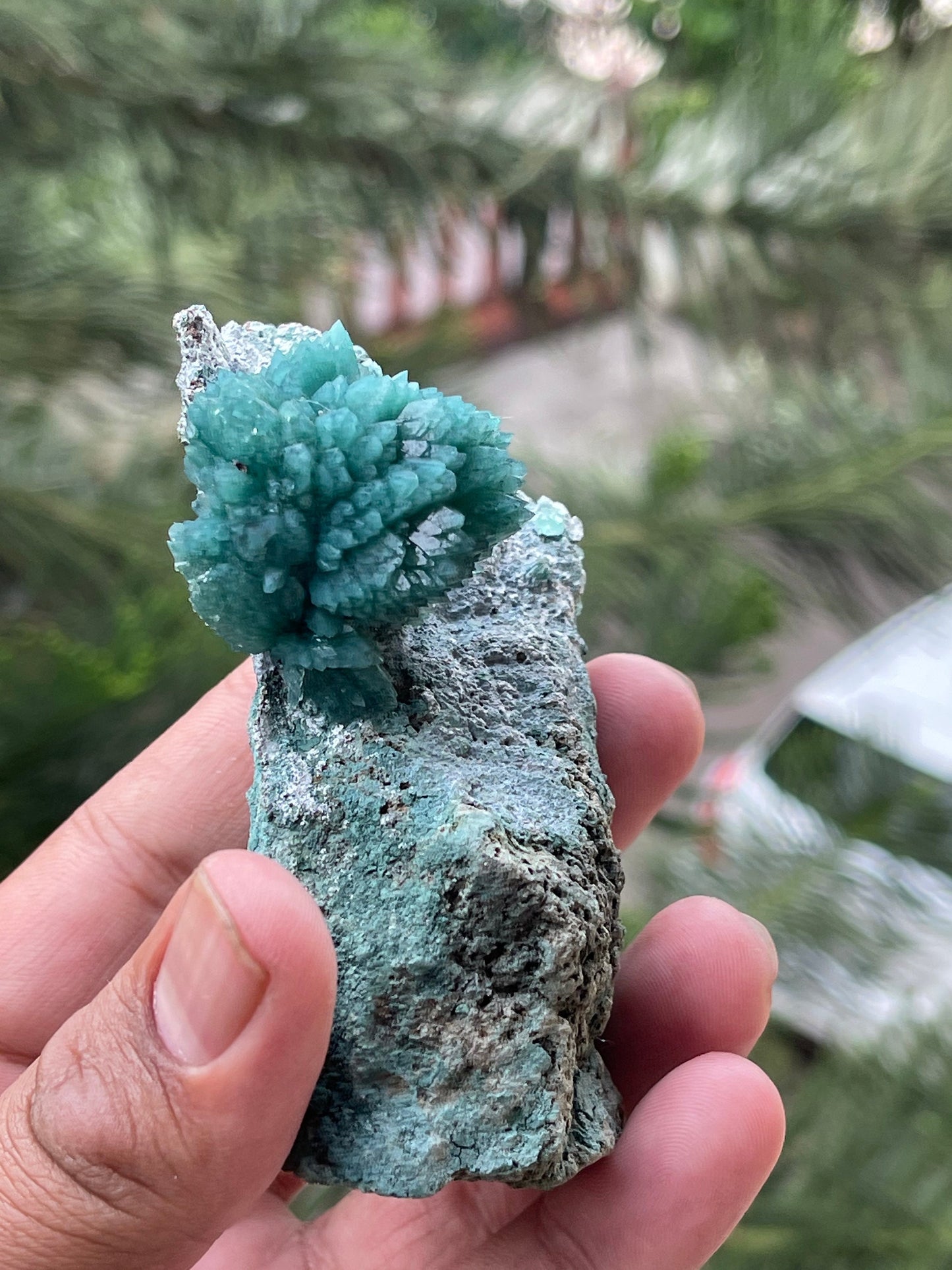Amazing green apophyllite flowers on matrix