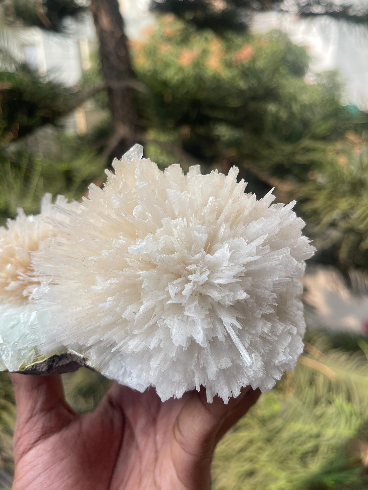 Pink scolecite flower with green apophyllite crystals