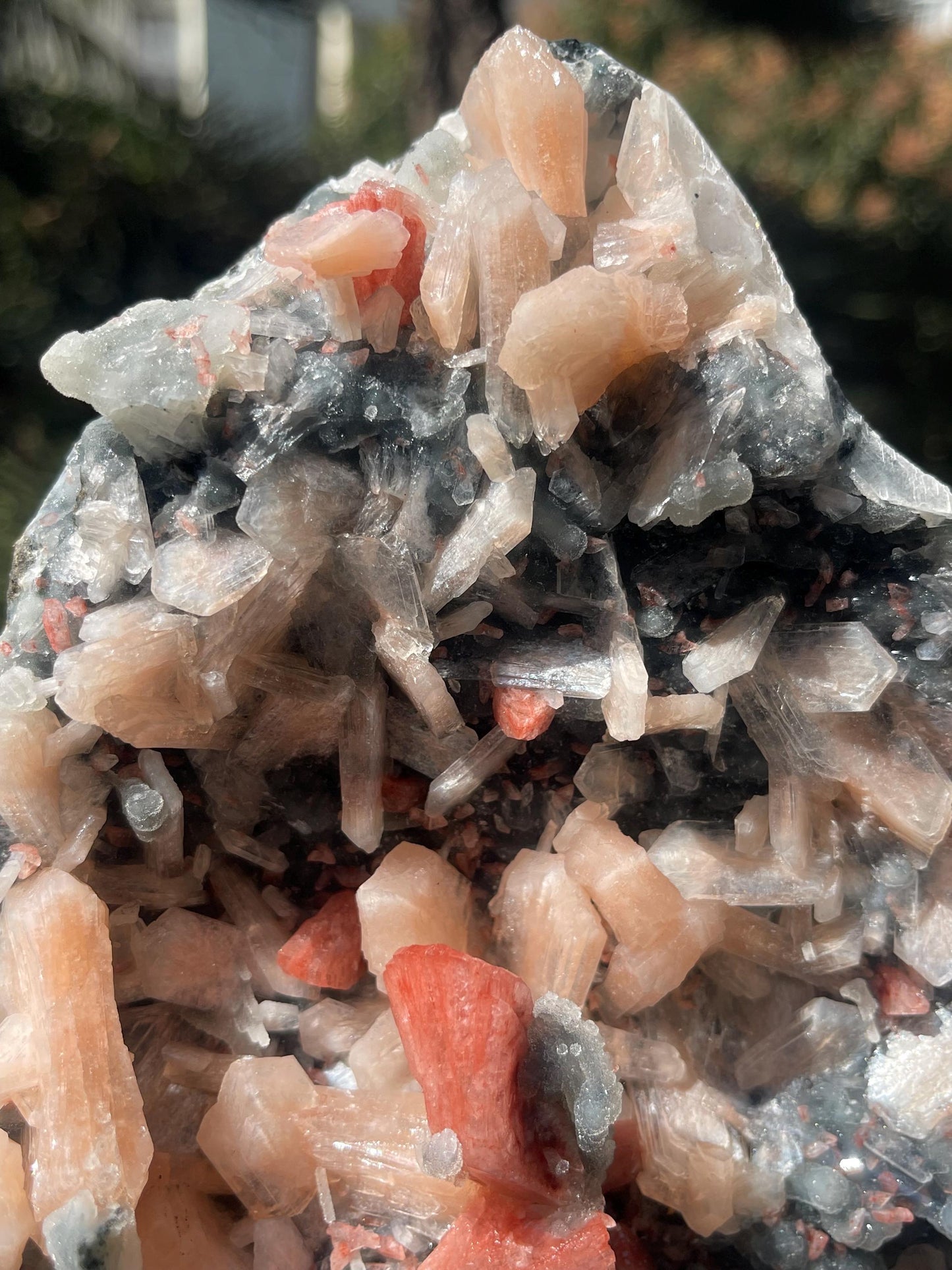 brown heulandite crystal on black coral with stilbite