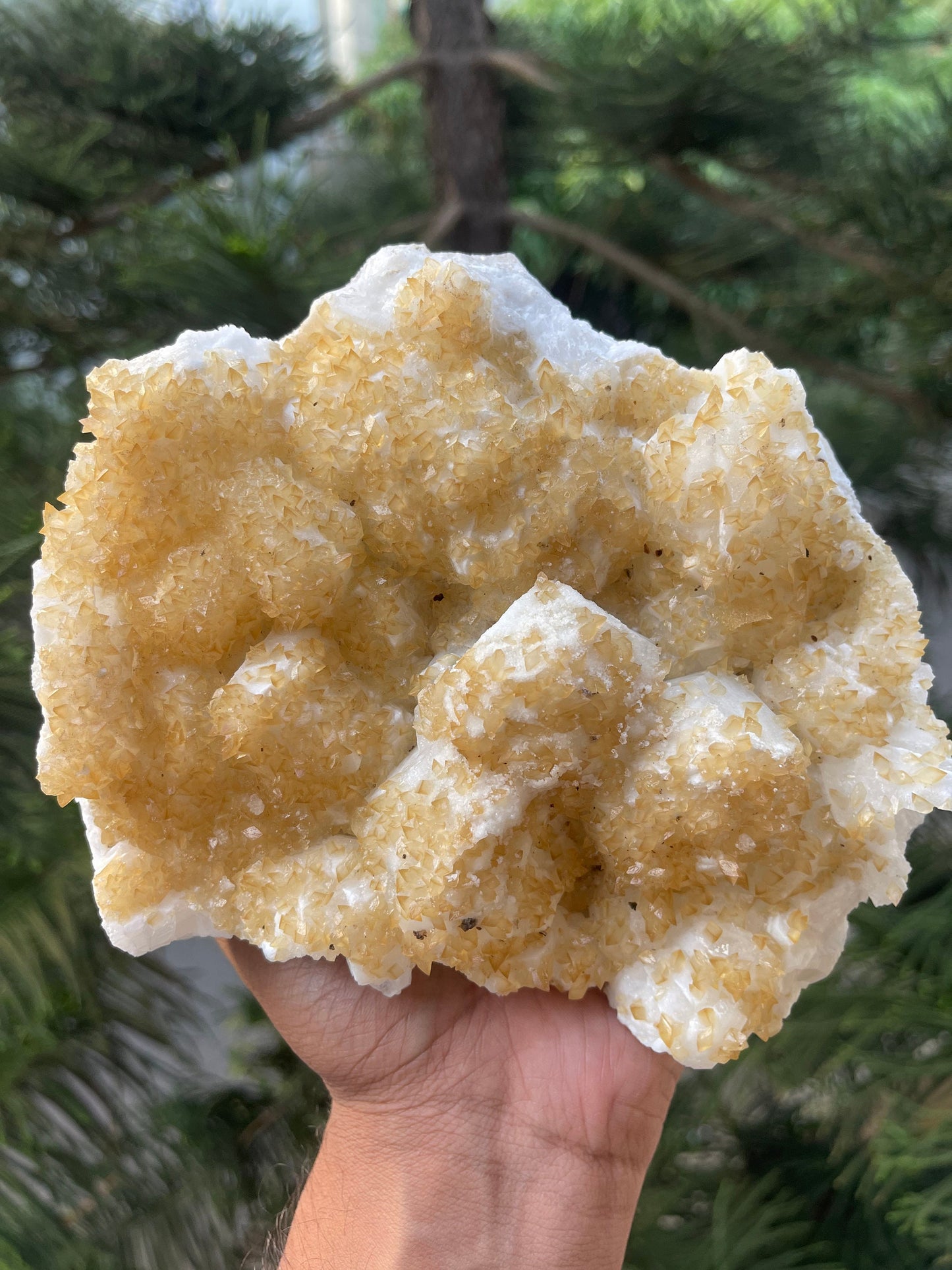 Golden calcite crystal on white apophyllite