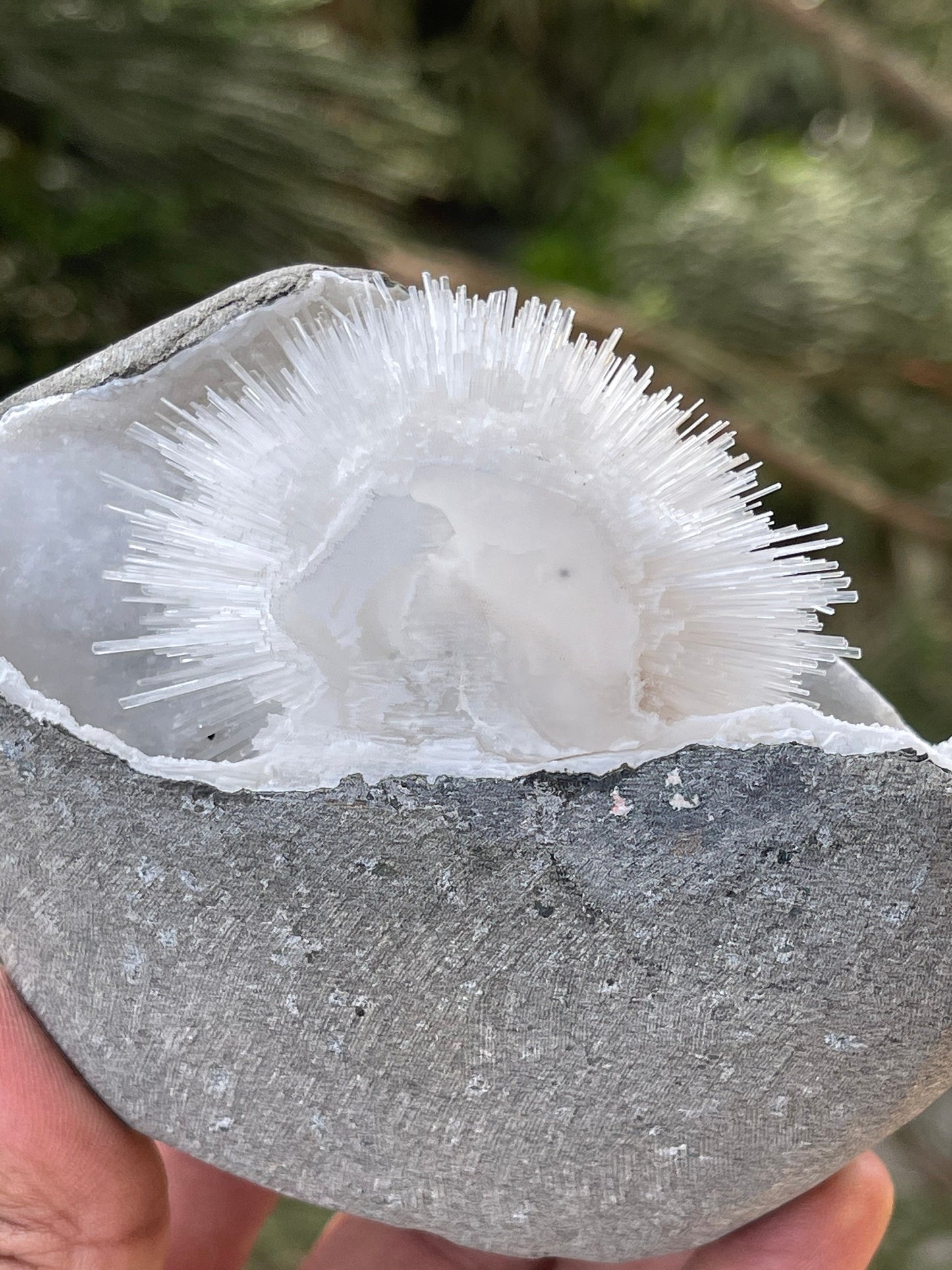 Perfect round of scolecite flowers inside quartz geode natural specimen
