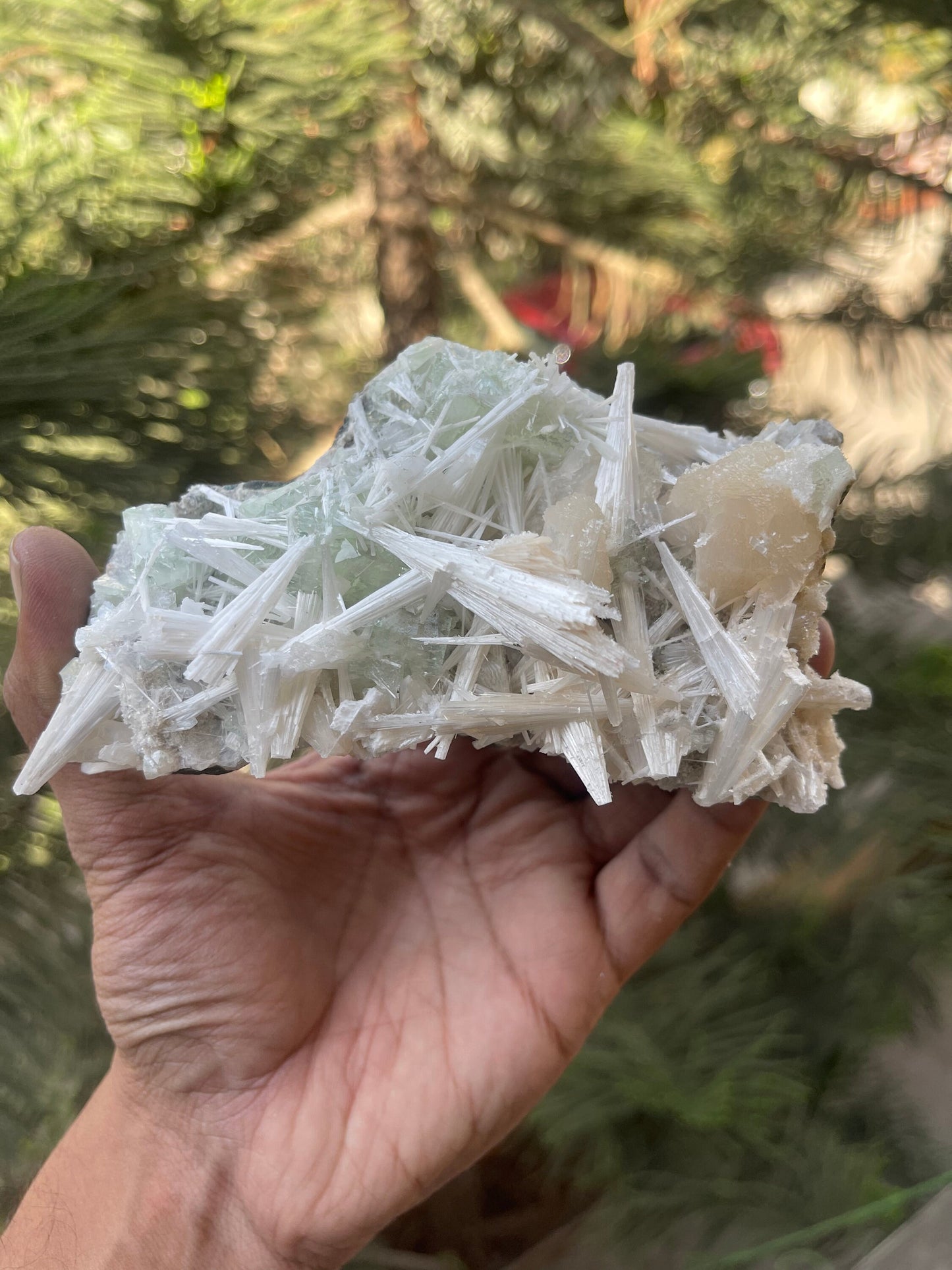Scolecite  spray with green apophyllite/stilbite