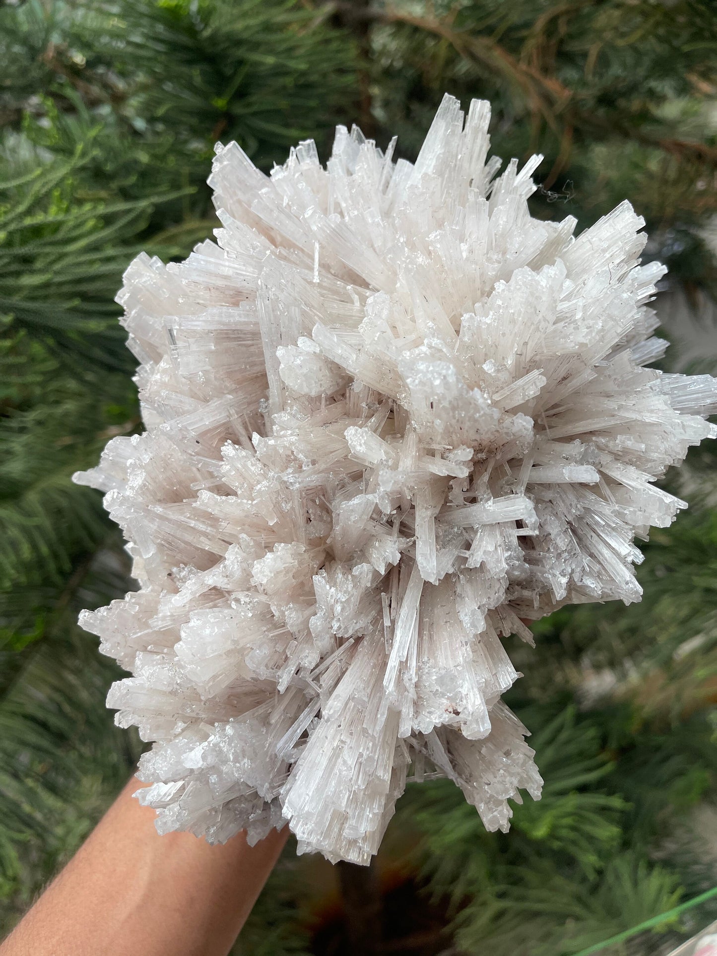 Glossy scolecite flowers natural specimens