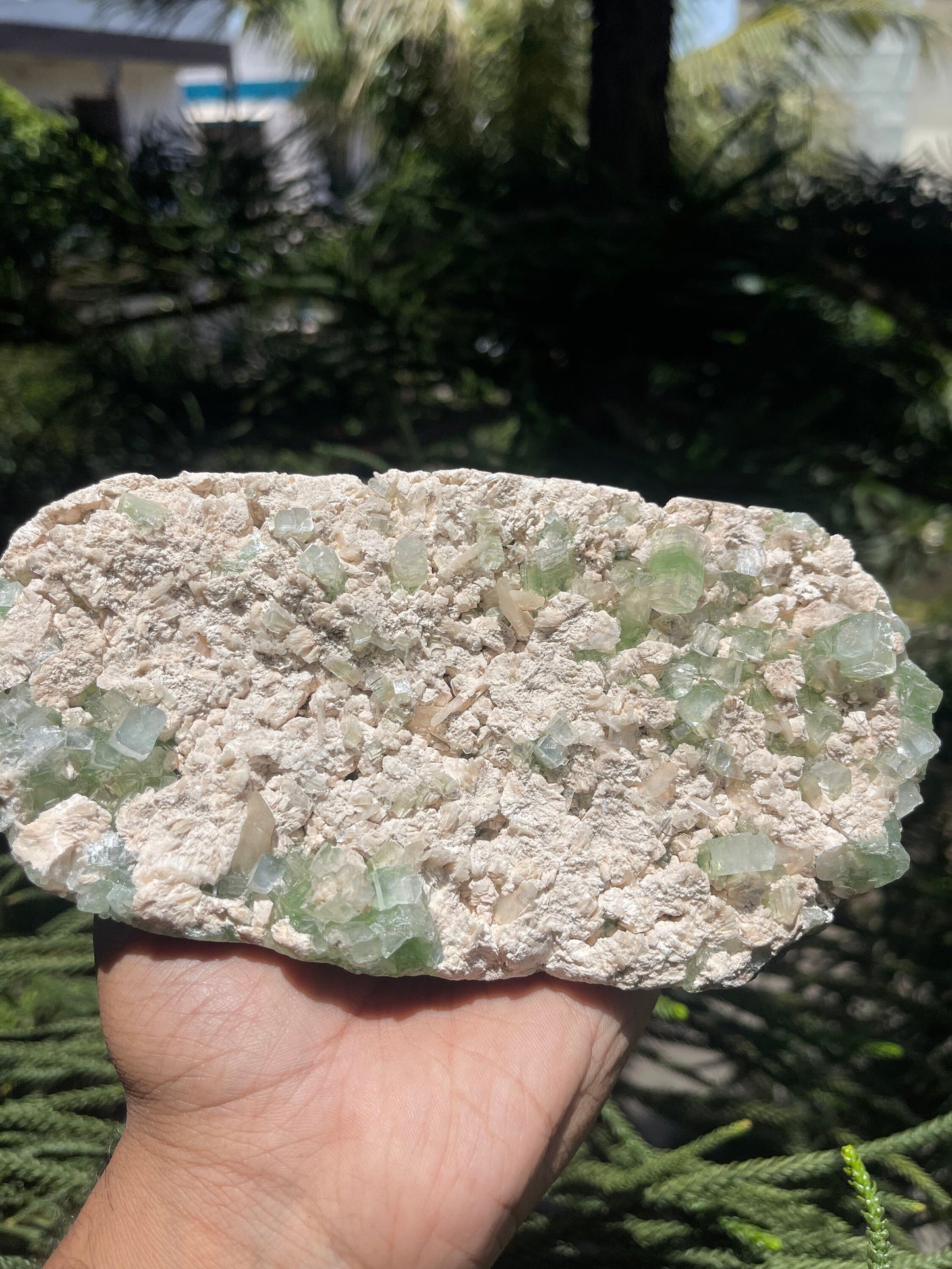 Cubicle green apophyllite crystals with stilbite on matrix