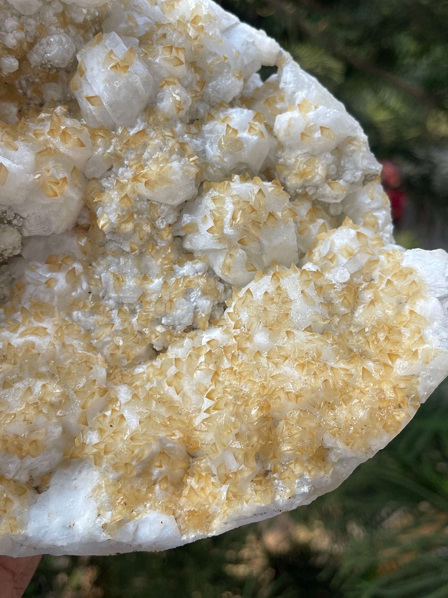 Multiple golden calcite on white apophyllite