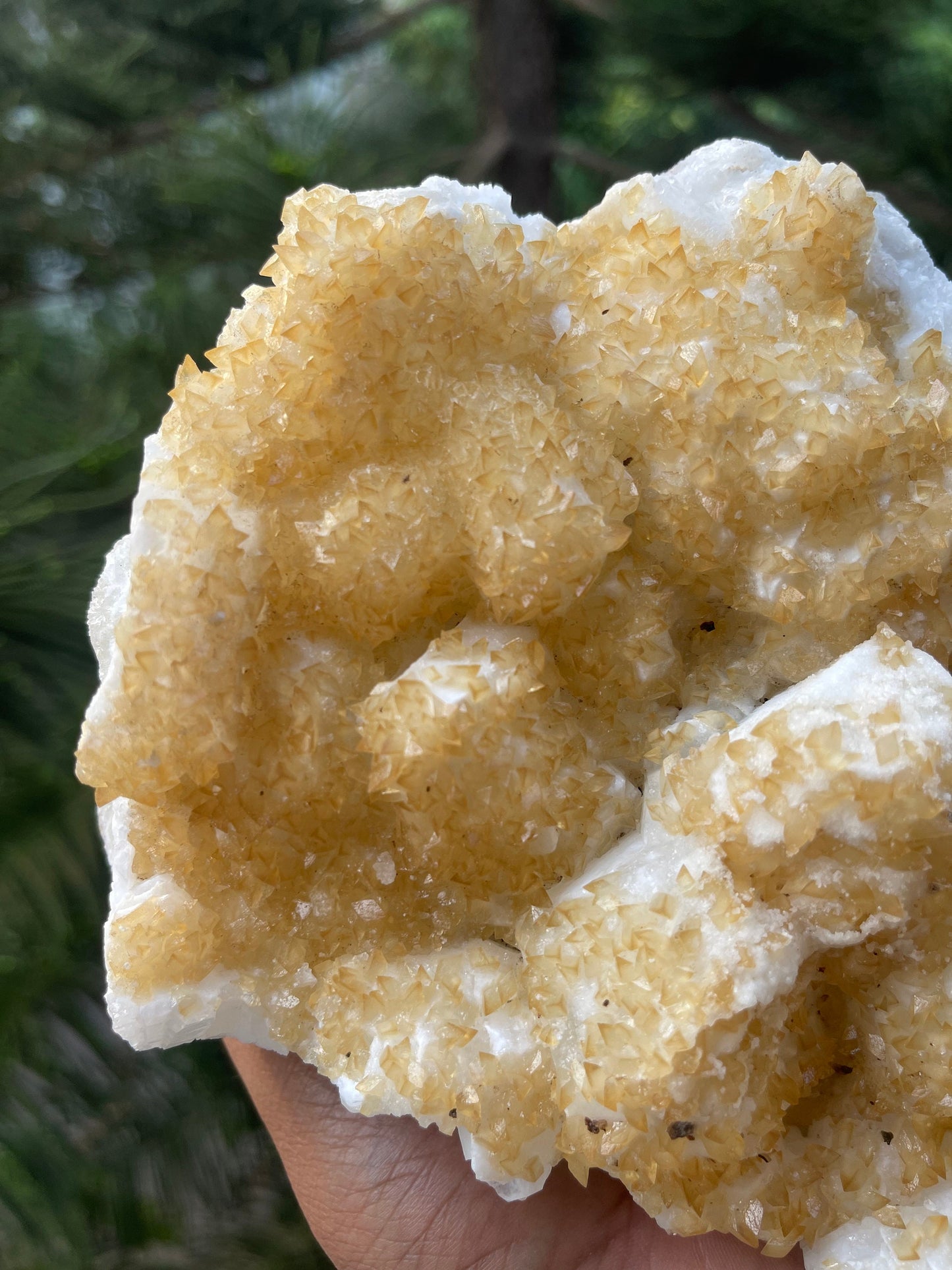 Golden calcite crystal on white apophyllite