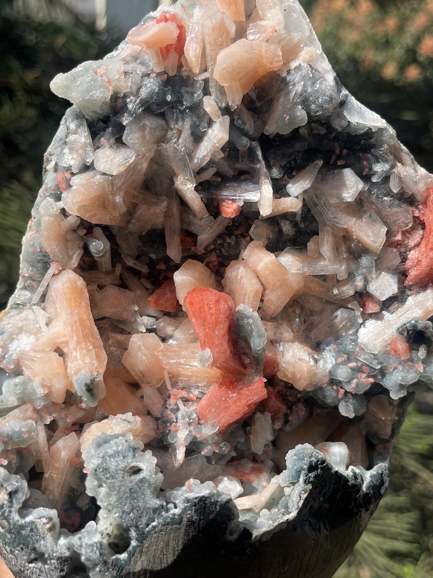 brown heulandite crystal on black coral with stilbite
