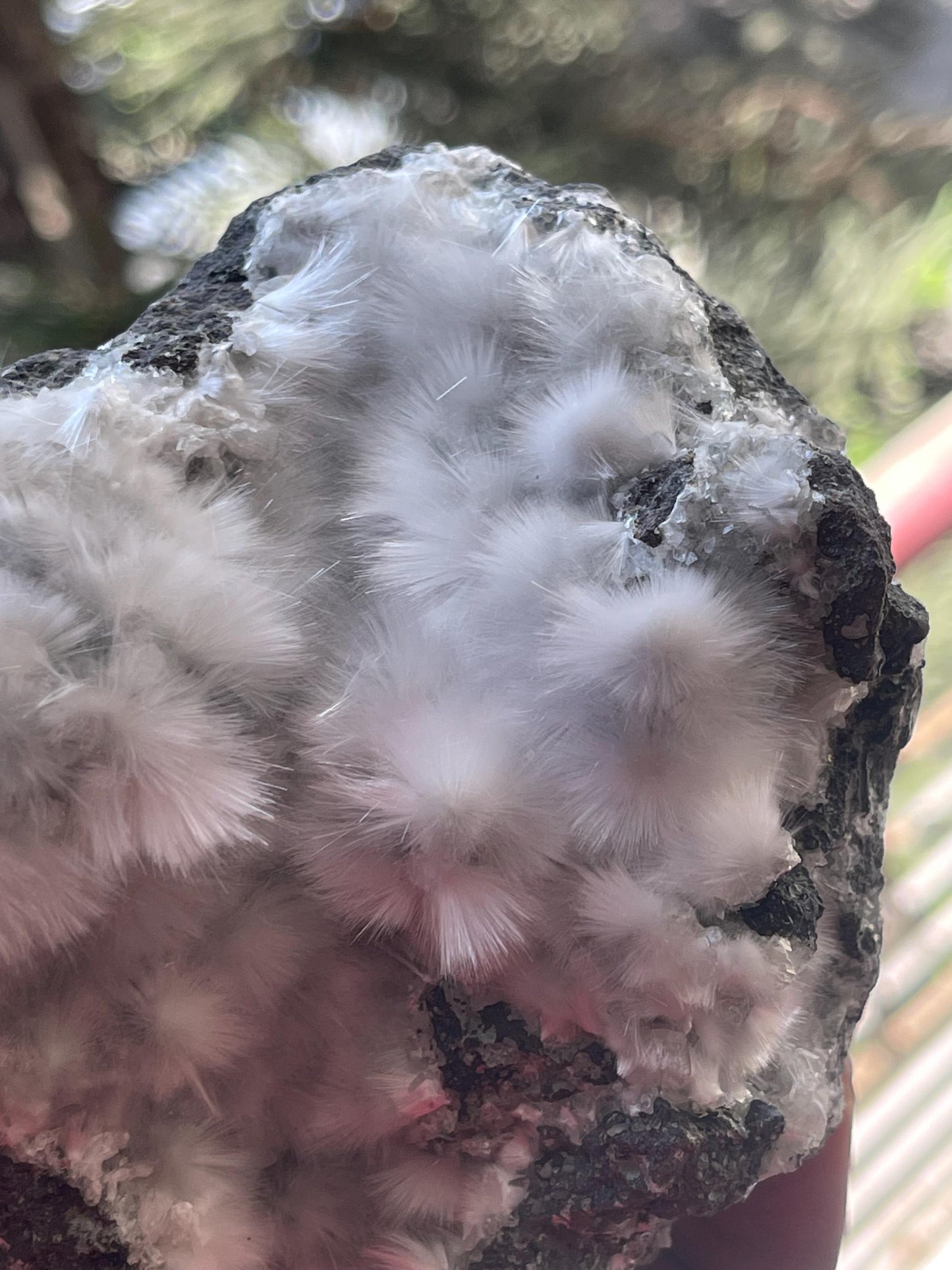 mesolite flowers on matrix new find