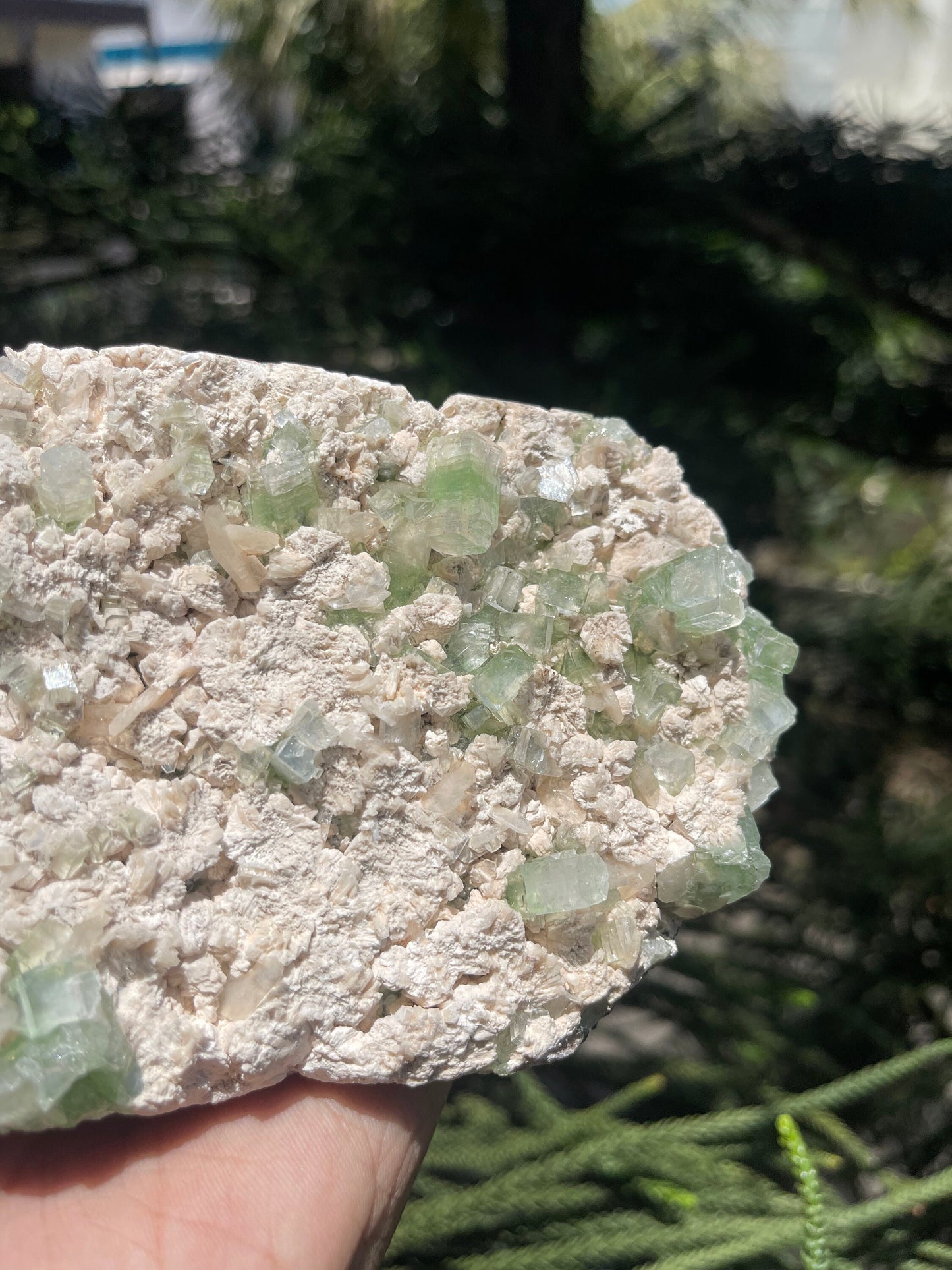 Cubicle green apophyllite crystals with stilbite on matrix