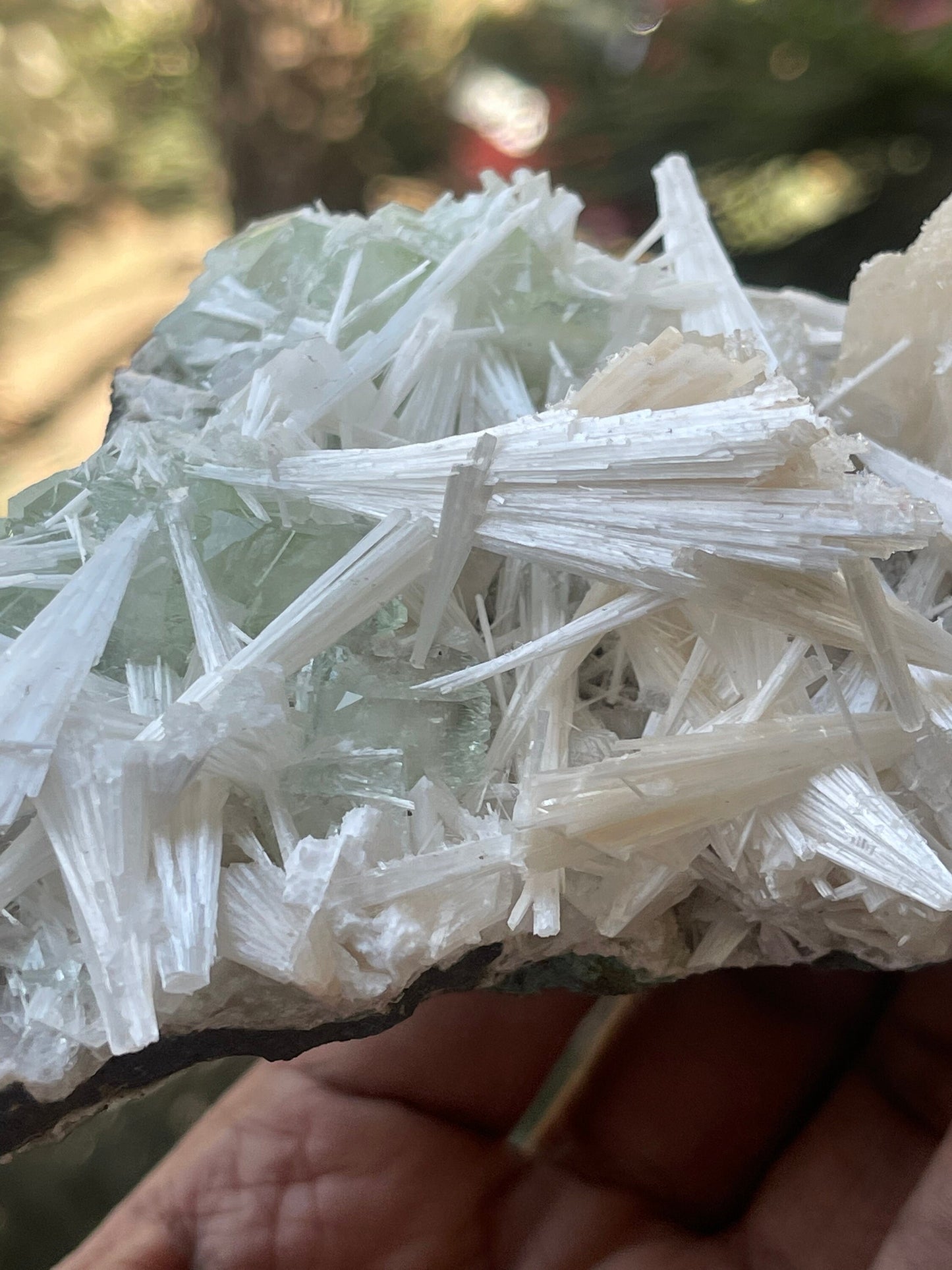 Scolecite  spray with green apophyllite/stilbite