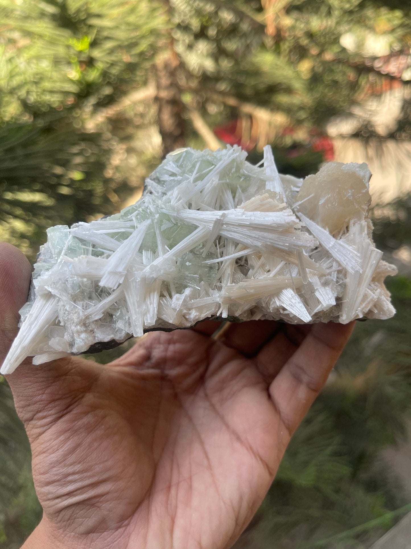 Scolecite  spray with green apophyllite/stilbite