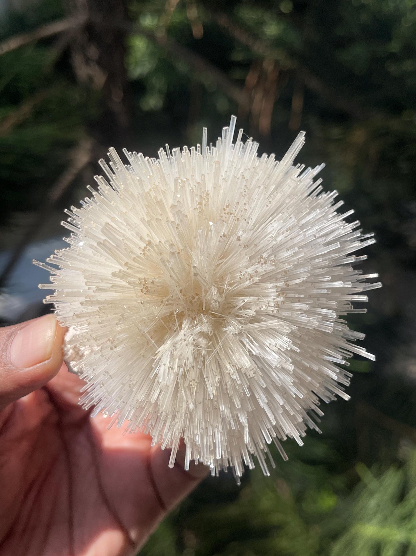 Perfect round of natrolite  flowers on white chalcedony matrix