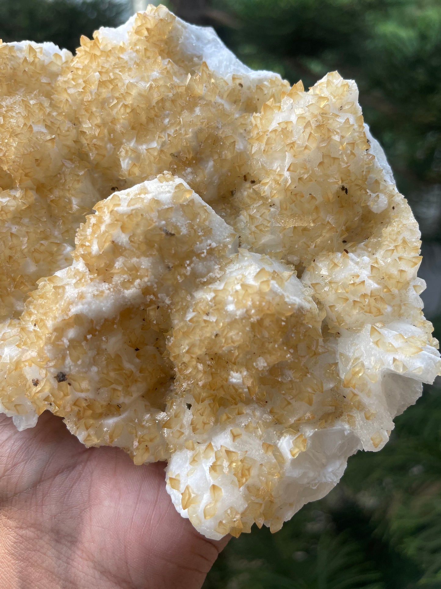Golden calcite crystal on white apophyllite