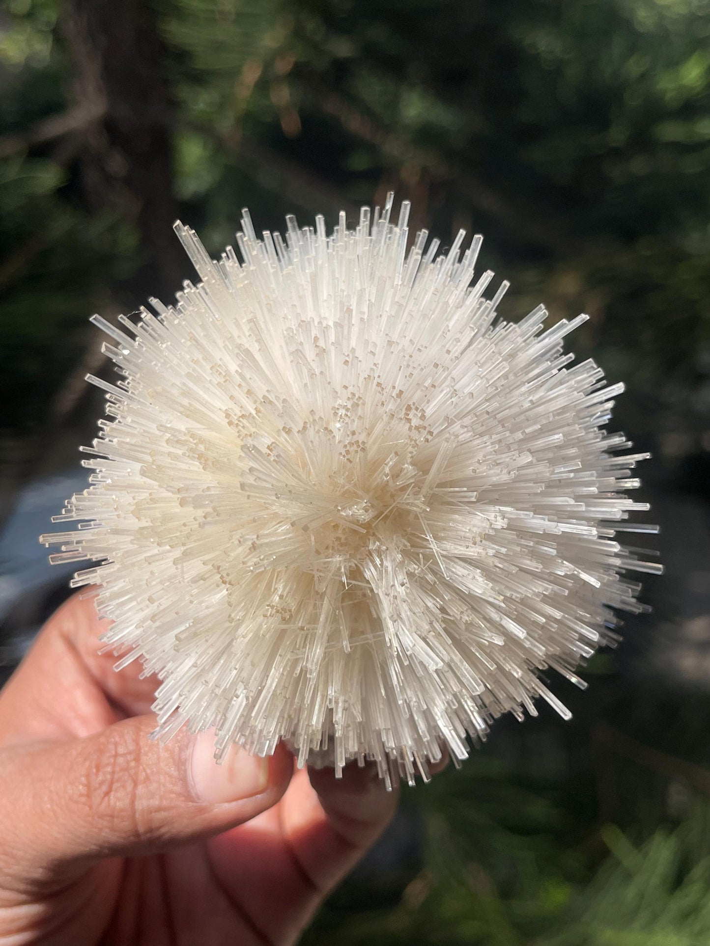 Perfect round of natrolite  flowers on white chalcedony matrix
