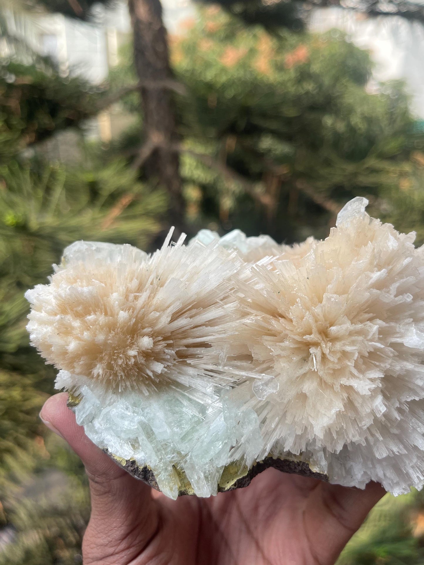 Pink scolecite flower with green apophyllite crystals